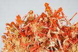 Bright Orange Crocoite Crystal Cluster - Tasmania #182739-2